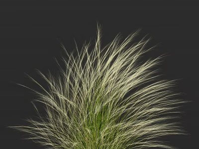 Fluffy Ornamental Grass with Long Slender Leaves and White Green Blended Colors against Black Background 3d model