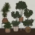 Various Indoor Bonsai Potted Plants With Lush Green Leaves Woven Baskets And Ceramic Pots
