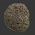 Aquatic Coral Reef Structure Featuring Porous Surface And Marine Formation Details