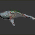 whale cartoon whale mammal marine mammal marine animal fish freshwater fish marine fish 3d model