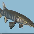 Alligator Gar Aquatic Animal With Long Snout Sharp Teeth Striped Body And Fins Underwater