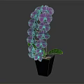 Elegant Purple Orchid Flowers In Black Vase With Green Leaves