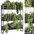 Vertical Indoor Green Plant Wall Featuring Various Hanging And Climbing Plants