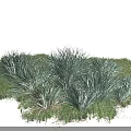 Clump Forming Ornamental Grass Plants With Slender Leaves Green And Blue Green Growing In Grassland