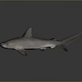 Detailed Hammerhead Shark 3D Model On Grey Background With Reflection