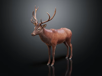 Modern Deer Elk Elk 3d model Modern Deer Elk Elk 3d model