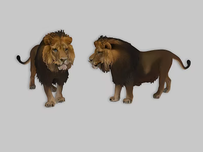 lion male lion 3d model