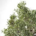 Healthy Evergreen Tree With Lush Green Foliage And Sturdy Branchy Trunk