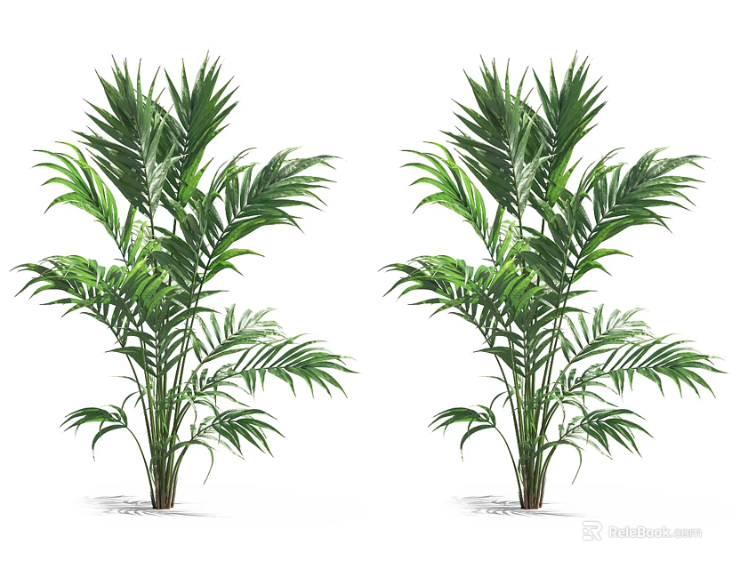 Lush Green Indoor Palm Plants With Vibrant Leaves For Home Decor 3d model 