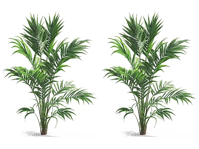 Lush Green Indoor Palm Plants With Vibrant Leaves For Home Decor 3d model