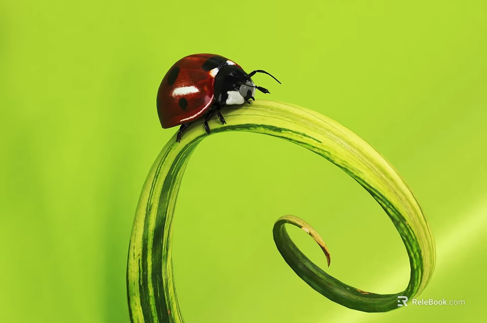 Red Ladybug Perched On Curled Green Plant Stem With Green Background 3d model