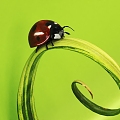 Coccinella septempunctata six-spotted ladybird ladybird beetle insect 3d model