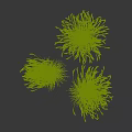 Two Clumps Of Ornamental Grass With Feathery Light Colored Leaves In Dark Background