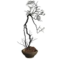 Bonsai Plant With Curved Branches And Delicate Leaves In Terracotta Pot For Home Decor