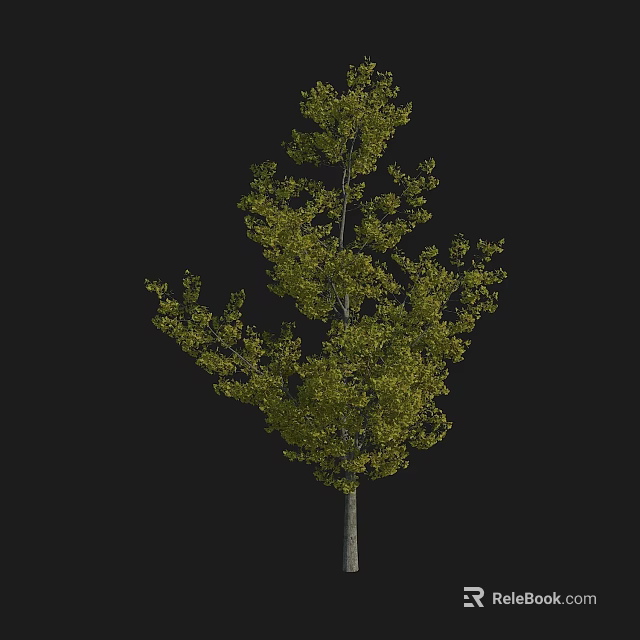 Tall Arbor Tree With Lush Green Foliage And Upright Trunk Structure 3d model