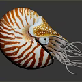 Nautilus Marine Animal With Spiral Striped Orange And White Shell And Tentacles