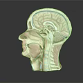 Medical Device Human Head Anatomical Model with Brain Structure for Educational Use 3d model