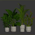 Large Leaf Plant Palm And Cactus With Red Flowers In White Pots On Dark Background