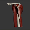 Detailed 3D Anatomical Model of Muscle Organ and Hair Structure With Tendon Layers