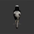Black And White Bird Standing On Gray Background With Detailed Feathers And Claws