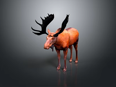 Realistic Brown Moose With Large Black Antlers Standing On Gradient Background 3d model
