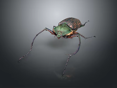 Metallic Green Spotted Beetle With Long Antennae And Legs On Dark Background 3d model