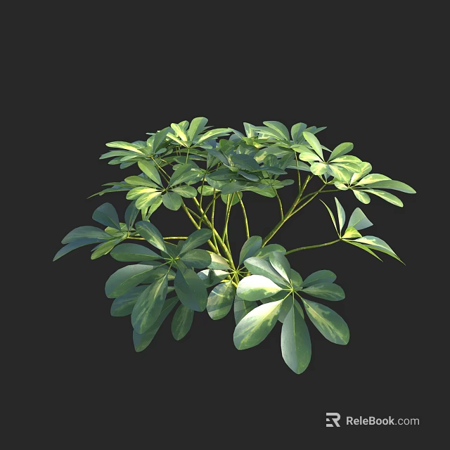 Lush Green Plant With Multiple Branches And Oval Shaped Leaves In Black Background 3d model 