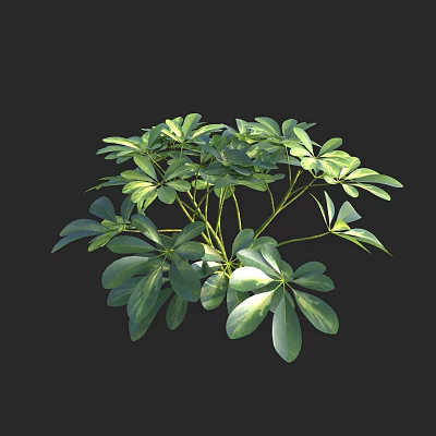 Lush Green Plant With Multiple Branches And Oval Shaped Leaves In Black Background 3d model