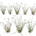 Various Types of Crops With Different Growth Stages and Green Dry Leaves
