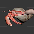 Pink And White Hermit Crab Carrying Shell As Aquatic Animal Display Piece