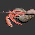 Modern Hermit Crab Cartoon Hermit Crab 3d model