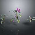 Three Different Plants With Purple Flowers Green Leaves On Gray Background With Reflections