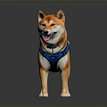 Cute Happy Shiba Inu Standing Wearing Blue Harness With Tongue Out