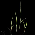 Fresh Green Grass Plants Growing in Various Heights Isolated on Black Background