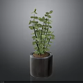 Silver Cylindrical Pot With Green Leafy Plant And Slender Stems On Dark Background