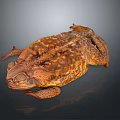 Realistic Close Up View Of Brown Spotted Toad With Rough Skin On Dark Background