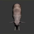Realistic 3D Elephant Model With White Ivory Tusks On Dark Background 3d model