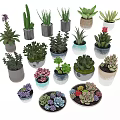 Variety of Bonsai and Potted Plants with Succulents Cacti and Colorful Ceramic Pots