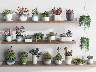 Indoor Bonsai and Potted Plants Display on Wooden Shelves with Various Pots 3d model