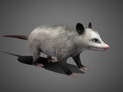 Realistic Opossum With Gray And White Fur Black Ears And Pink Nose 3d model