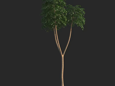 Arbor With Twin Trunks And Lush Green Foliage In Isolated Background 3d model