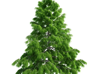 Tall Green Arbor with Dense Lush Foliage and Vibrant Needles 3d model