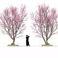 Delicious Sakura Desserts Under Blossoming Trees With Silhouette Person Enjoying