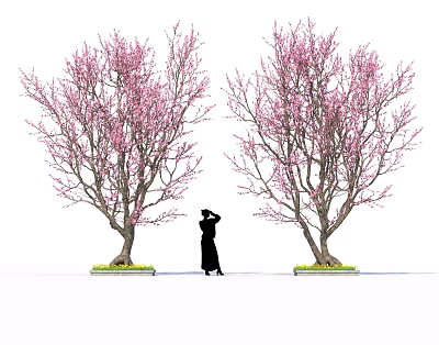 Delicious Sakura Desserts Under Blossoming Trees With Silhouette Person Enjoying 3d model