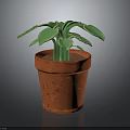 Fresh Green Leafy Plant Growing in Red Terracotta Pot with Healthy Leaves