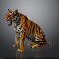 Sitting Tiger With Open Mouth And Orange Black Stripes On Gray Reflective Surface