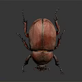 Red Beetle With Shiny Carapace And Long Legs On Dark Background 3d model