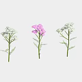 Colorful Garden Flowers with Orange Pink White Blooms Green Stems and Leaves in Row Arrangement