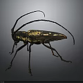 Detailed Longhorn Beetle with Long Antennae Black and Yellow Body on Dark Background