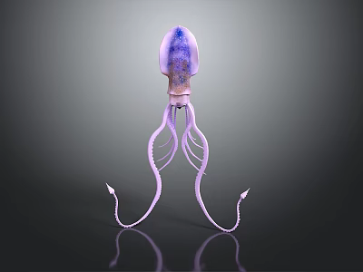 Elegant Purple Marine Squid with Long Slender Tentacles and Pink Hues 3d model Elegant Purple Marine Squid with Long Slender Tentacles and Pink Hues 3d model